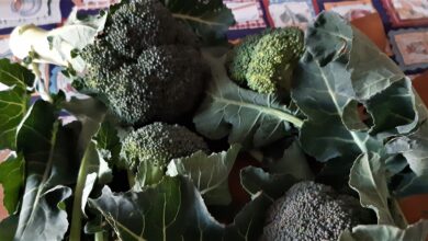 Photo of Cavolfiori e broccoli possono ridurre il rischio di ictus