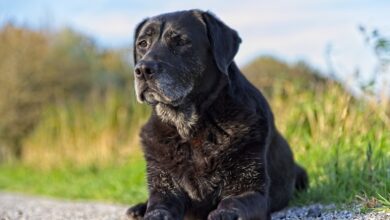 Photo of Cani anziani, come curarli e non discriminarli
