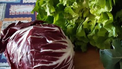 Photo of Cicoria e radicchio favoriscono il benessere del fegato