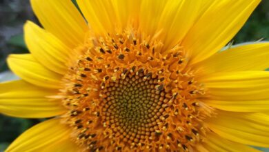 Photo of Innamorarsi sul web, perchè accade