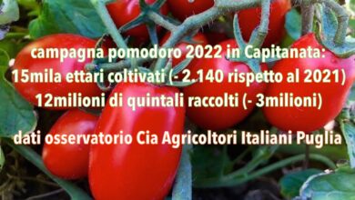 Photo of Capitanata: Pomodoro DOP serve intesa