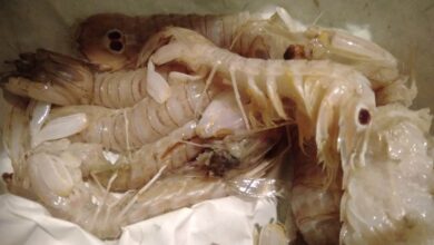 Photo of Antipasto san Valentino canocchie in salsa yogurt