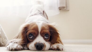 Photo of Regala maggior qualità di vita al tuo animale domestico