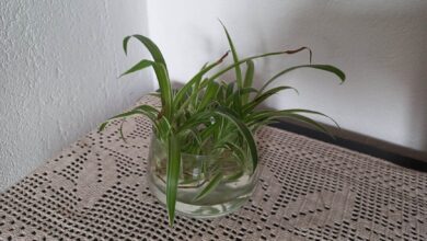 Photo of Piante portafortuna Ecco quali sono
