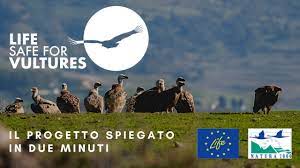 Photo of LIFE Safe For Vultures, focus sui rischi da elettrocuzione e collisione con le infrastrutture energetiche