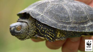 Photo of Serradifalco: liberata testuggine palustre