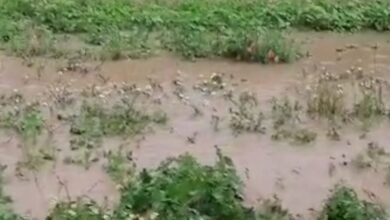 Photo of Capitanata: la pioggia rovina i raccolti