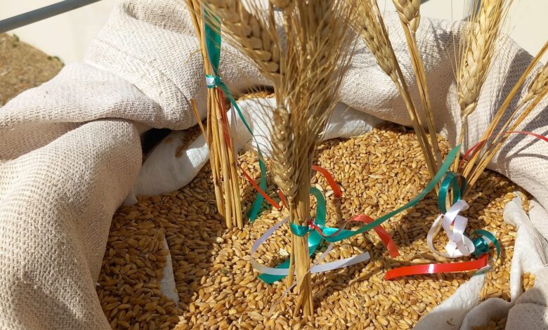 Grano: Sicolo CIA, il 20 luglio a Roma da Lollobrigida