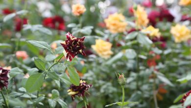 Photo of Perugia Flower Show, la mostra mercato di piante rare, torna con la Winter Edition e una nuova location!