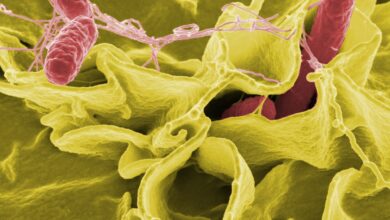 Photo of 335 casi di Salmonella Enteritidis legati alla carne di pollo in 14 Paesi