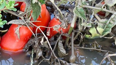 Photo of Calamità in agricoltura, il Masaf taglia i fondi per le polizze assicurative