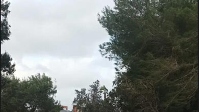 Photo of Lecce: albero caduto blocca via Rapolla