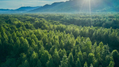 Photo of Giornata Internazionale delle Foreste, a livello globale scoppia l’allarme deforestazione: ogni minuto abbattuti circa 2400 alberi