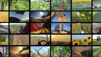 Photo of Bari, protocollo d’intesa sulla sorveglianza sanitaria delle imprese agricole