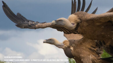Photo of LIFE Safe for Vultures, dopo oltre 60 anni il grifone torna a volare nel Sud Sardegna: liberato dalla voliera di Villasalto il primo contingente del programma di ripopolamento