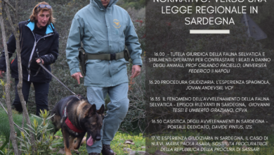 Photo of Sassari, Life Safe for vultures un convegno internazionale sulla tutela della fauna selvatica