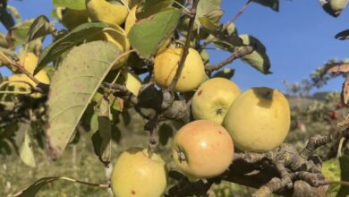Photo of Orsara, i frutti antichi sono un superfood che può conquistare i mercati
