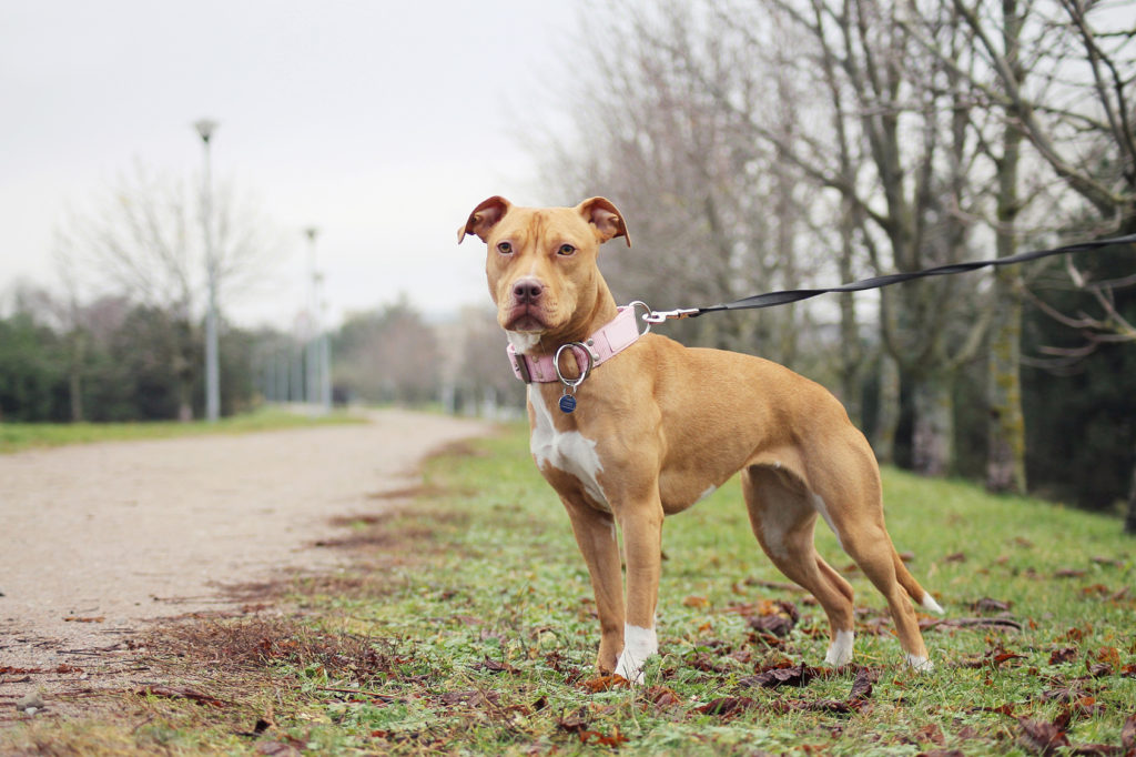 Oristano: Pittbull salvato dalla Polstrada in SS 131 FOTO ZOOPLUS