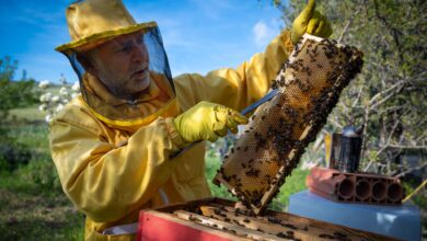 Photo of Gangi, visita alla Mandralisca miele