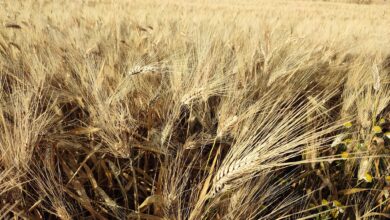 Photo of Grano italiano quotato meno del canadese, Cia Puglia: “Colpo di grazia alla nostra cerealicoltura”