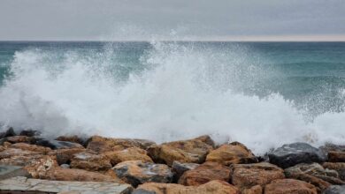 Photo of Savona, squalo verdesca di 2 metri a pochi metri dalla riva