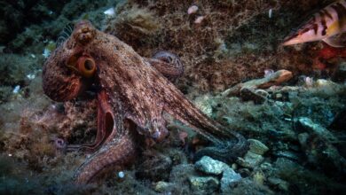 Photo of Greenpeace, “Meno dell’1% dei mari italiani è veramente protetto”