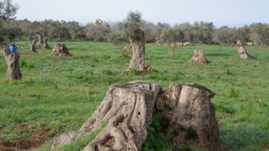 Photo of Sicolo, CIA Puglia: “Conseguenze tragiche se la Xylella avanza ancora”