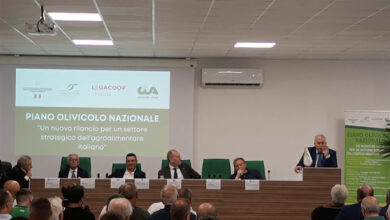 Photo of Bitonto ripartire dalla Puglia per un nuovo Piano Olivicolo Nazionale