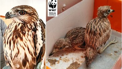 Photo of Nisseno, animali selvatici salvati dai volontari del WWF