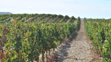Photo of Stintino, le eccellenze del vino sardo al primo Stintino Wine Festival