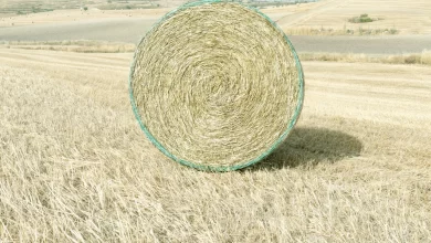 Photo of Ragusa, 30 agosto: opening della XII edizione di Ragusa Foto Festival (fino al 30 settembre): 15 mostre sul tema ‘Prendersi una pausa’. Tra le esposizioni le opere di Ferdinando Scianna e Mario Cresci