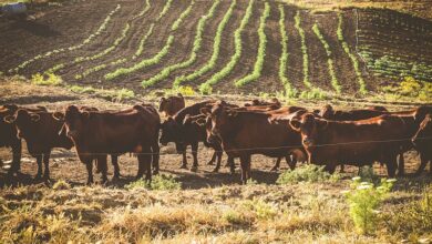 Photo of Sicilia, la siccità mette a rischio le razze autoctone Presidio Slow Food