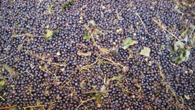 Photo of Pomodoro e uva da vino, Cia Capitanata: “Agricoltori penalizzati da gravi speculazioni”