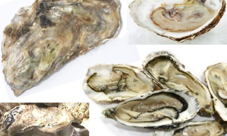 Ostrica