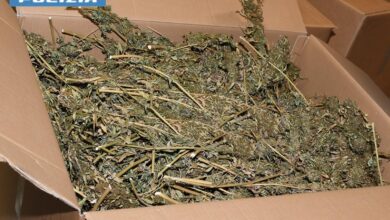 Photo of Oristano: 20mila piante di marjuana illegale, spacciata come canapa. Denunciati