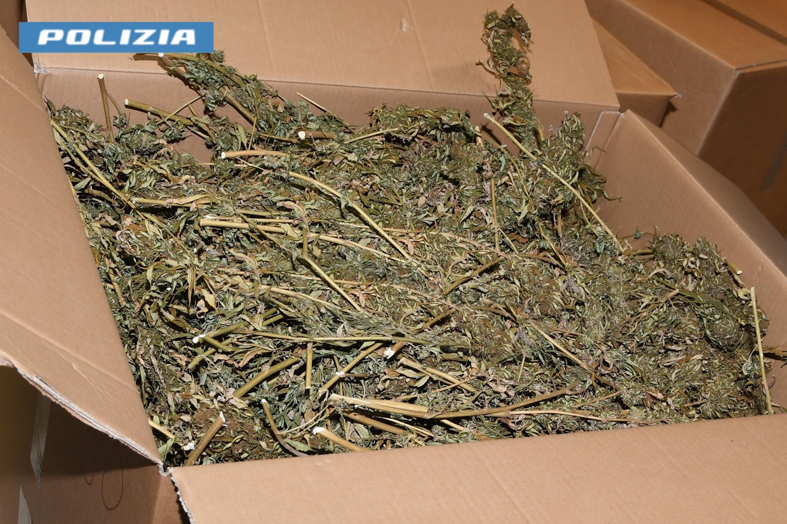 Marjuana, foto POLIZIA di STATO ORISTANO