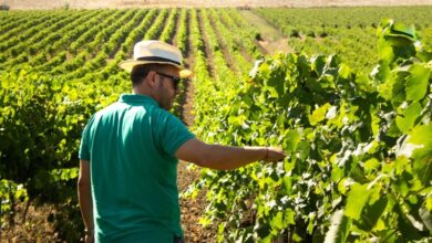 Photo of Salemi: Sicilia, economia e vino. La strategia resiliente della Cantina Colomba Bianca