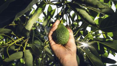 Photo of Giarre, Sicilia Avocado, il superfood prodotto in Sicilia nel carrello della spesa degli italiani