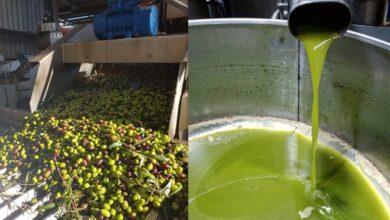 Photo of Olio, il Patto Etico plaude alle ultime importanti operazioni antifrode