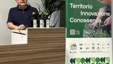 Photo of Bitonto, olivi espiantati per il fotovoltaico, Fracchiolla: “Così si sradica ciò che ci identifica”