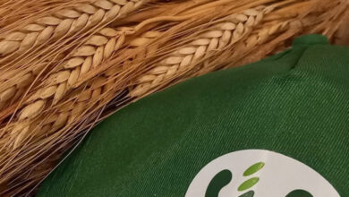 Photo of Grano pagato ai produttori come nel 2015, ma costi di produzione alle stelle