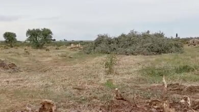 Photo of Bitonto lo scempio di 2mila olivi espiantati per il fotovoltaico. Sicolo: “Vergogna!”