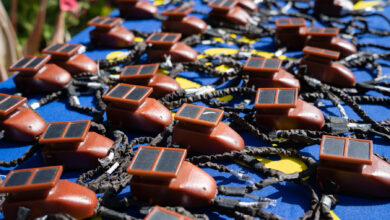 Photo of Villasalto, LIFE Safe for Vultures, prosegue il ripopolamento: liberati altri 29 giovani grifoni