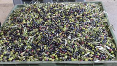 Photo of Andria rinnovato il patto etico che unisce tutta la filiera dell’olio pugliese