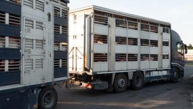 Photo of Essere animali: trasporti di maiali con temperature estreme