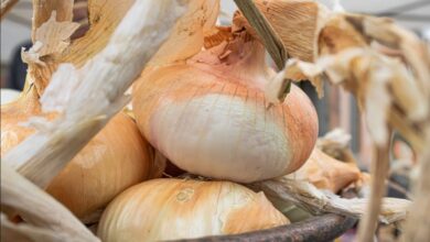 Photo of Banari celebra la sua regina: due giorni di festa per la cipolla dorata