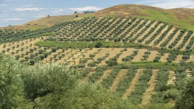 Photo of Sant’Agata di Puglia, al via il programma per il recupero degli oliveti abbandonati