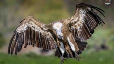 Photo of LIFE Safe for Vultures promuove la fotografia naturalistica con Afni. Da ottobre L’isola dei grifoni