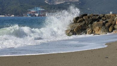 Photo of Squalo attacca un uomo durante la gara di nuoto della maratona da Catalina a Los Angeles