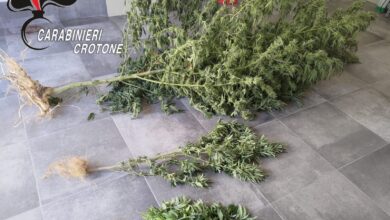 Photo of Caccuri, operazione dei Carabinieri: rinvenute e sequestrate piante di marijuana